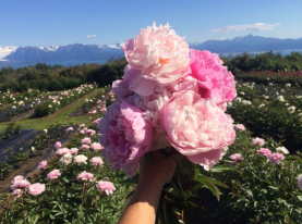 Senators%20Introduce%20Resolution%20in%20Support%20of%20American%20Flower%20Industry